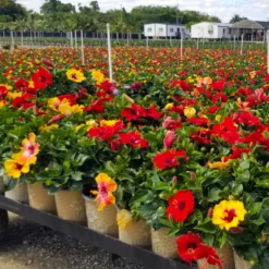 Bloom Bash® Hollywood® Hibiscus -Deals Blossom Vines Store Hollywood Hibiscu BLoom Bash 4