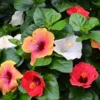 Bloom Bash® Hollywood® Hibiscus -Deals Blossom Vines Store Hollywood Hibiscu BLoom Bash 600x600 b05cf730 999d 48ce 9746 33817ccc6c34