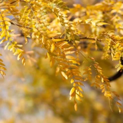 Shademaster Honeylocust Tree 9 Shademaster Honeylocust Tree -Deals Blossom Vines Store Honey Locust Shademaster 1 BB