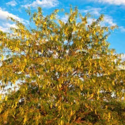 Shademaster Honeylocust Tree 11 Shademaster Honeylocust Tree -Deals Blossom Vines Store Honey Locust Shademaster 6