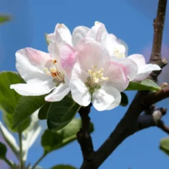 Honeycrisp Apple Tree -Deals Blossom Vines Store Honeycrisp Apple 2 BB