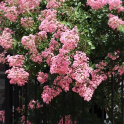 Hopi Crape Myrtle Tree 11 Hopi Crape Myrtle Tree -Deals Blossom Vines Store Hopi Crape Myrtle 7
