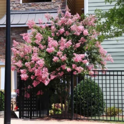 Hopi Crape Myrtle Tree 12 Hopi Crape Myrtle Tree -Deals Blossom Vines Store Hopi Crape Myrtle 8