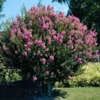 Hopi Crape Myrtle Tree -Deals Blossom Vines Store Hopi Crape Myrtle BB 600x600 c890fa08 5b5f 4b4a 87f5 349113faa03e