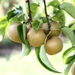 Hosui Asian Pear Tree 10 Hosui Asian Pear Tree -Deals Blossom Vines Store Hosui Pear 4 BB