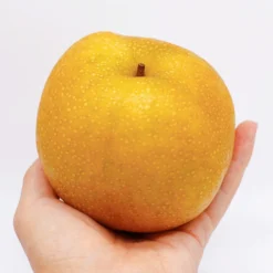 Hosui Asian Pear Tree 13 Hosui Asian Pear Tree -Deals Blossom Vines Store Hosui Pear 5