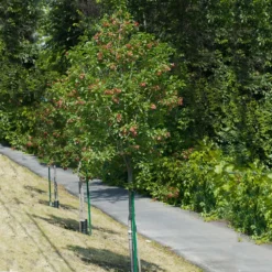 Hot Wings® Maple Tree -Deals Blossom Vines Store Hot Wings Tartarian Maple 1