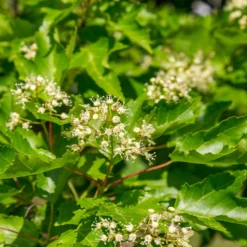 Hot Wings® Maple Tree -Deals Blossom Vines Store Hot Wings Tartarian Maple 5