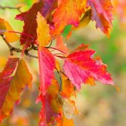 Hot Wings® Maple Tree -Deals Blossom Vines Store Hot Wings Tartarian Maple 7 BB