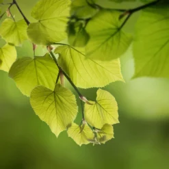 Hybrid Poplar Tree -Deals Blossom Vines Store Hybrid Poplar 5 BB