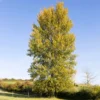 Hybrid Poplar Tree -Deals Blossom Vines Store Hybrid Poplar BB 600x600 1366eeef b8b2 4b60 b715 eb45e37eaa9e