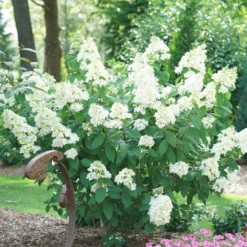 Fire Light® Hydrangea Shrub -Deals Blossom Vines Store Hydrangea FIrelight 2 BB