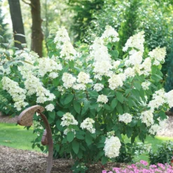 Fire Light® Hydrangea Shrub -Deals Blossom Vines Store Hydrangea FIrelight 2 BB 8e59034a e986 4a70 b9fc c2ac290b1222