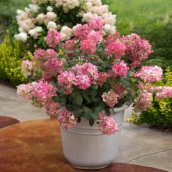 Fire Light® Hydrangea Shrub -Deals Blossom Vines Store Hydrangea FIrelight 6 dc451c75 0db9 431d 8b31 3223a33a7f70