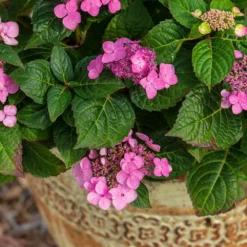 Endless Summer® Pop Star® Bigleaf Hydrangea 10 Endless Summer® Pop Star® Bigleaf Hydrangea -Deals Blossom Vines Store Hydrangea Pop Star 1