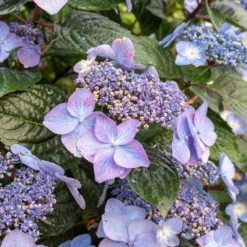Endless Summer® Pop Star® Bigleaf Hydrangea 11 Endless Summer® Pop Star® Bigleaf Hydrangea -Deals Blossom Vines Store Hydrangea Pop Star 2
