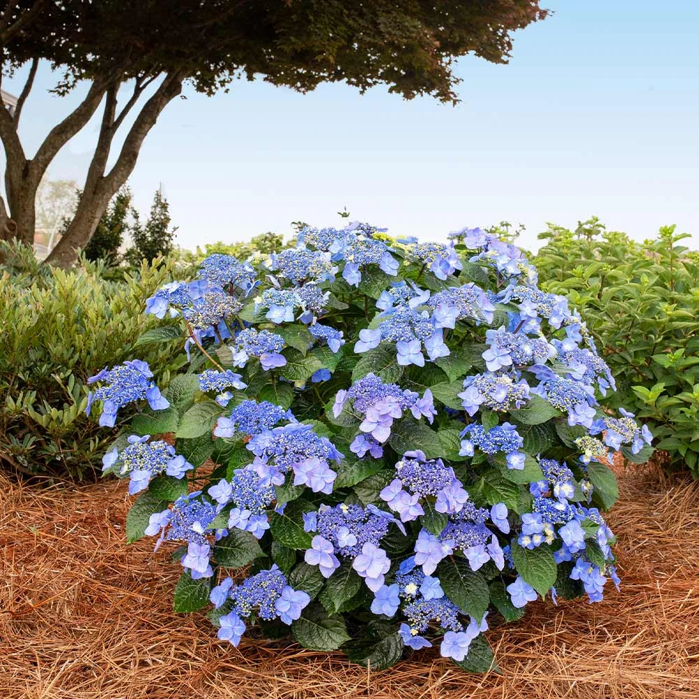 Endless Summer® Pop Star® Bigleaf Hydrangea 4 Endless Summer® Pop Star® Bigleaf Hydrangea - Image 2