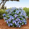 Endless Summer® Pop Star® Bigleaf Hydrangea -Deals Blossom Vines Store Hydrangea Pop Star BB 600x600 429664ff e2b0 4bc9 a6fd 79177a956c24