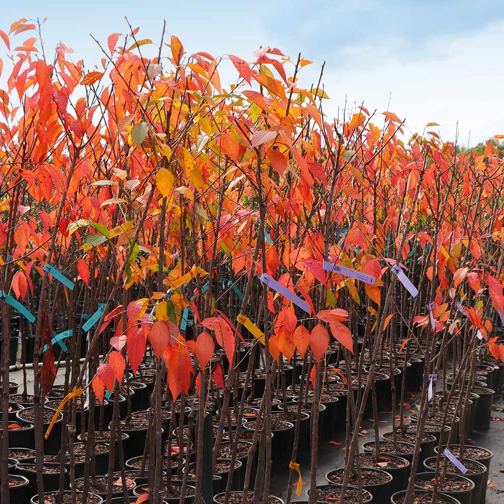 Kwanzan Cherry Tree 8 Kwanzan Cherry Tree - Image 6