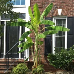 Ice Cream Banana Tree -Deals Blossom Vines Store Ice Cream Banana 2