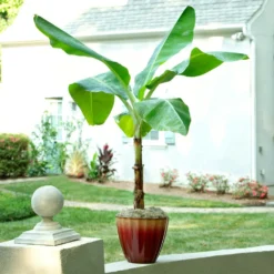 Ice Cream Banana Tree -Deals Blossom Vines Store Ice Cream Banana 8 BB