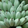 Ice Cream Banana Tree -Deals Blossom Vines Store Ice Cream Banana BB 600x600 008542e1 4d7b 4784 a5bc 8667038a7190