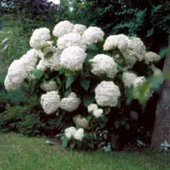 Incrediball® Hydrangea Shrub -Deals Blossom Vines Store Incrediball Hydrangea 1 BB