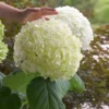 Incrediball® Hydrangea Shrub 2 Incrediball® Hydrangea Shrub -Deals Blossom Vines Store Incrediball Hydrangea BB 600x600 9a086a69 b15b 40c1 9ce7 72e9bc77e9b2