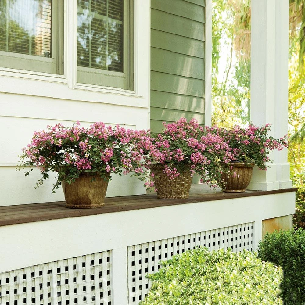 Infinitini® Brite Pink Dwarf Crape Myrtle Tree 4 Infinitini® Brite Pink Dwarf Crape Myrtle Tree - Image 2