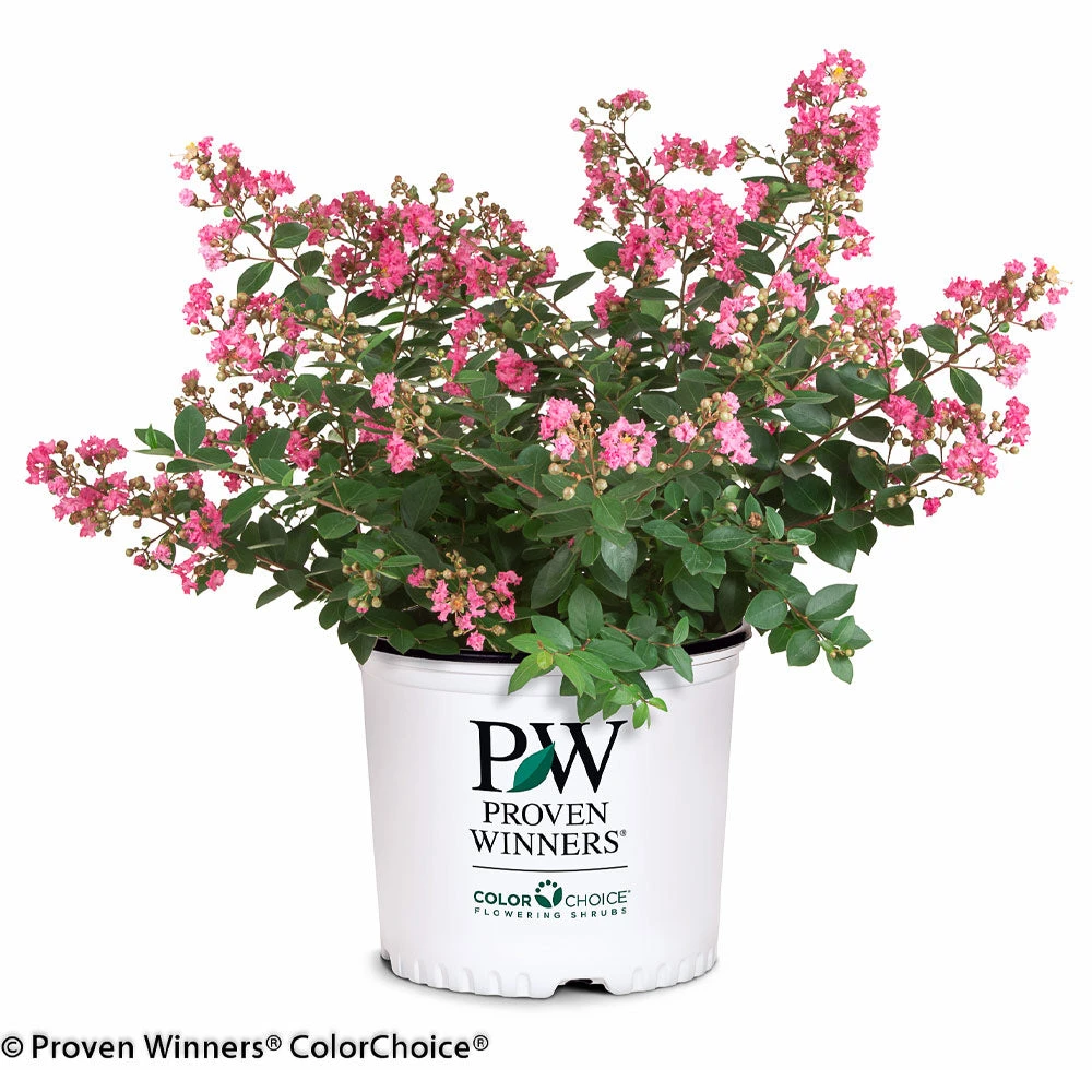 Infinitini® Brite Pink Dwarf Crape Myrtle Tree 6 Infinitini® Brite Pink Dwarf Crape Myrtle Tree - Image 4