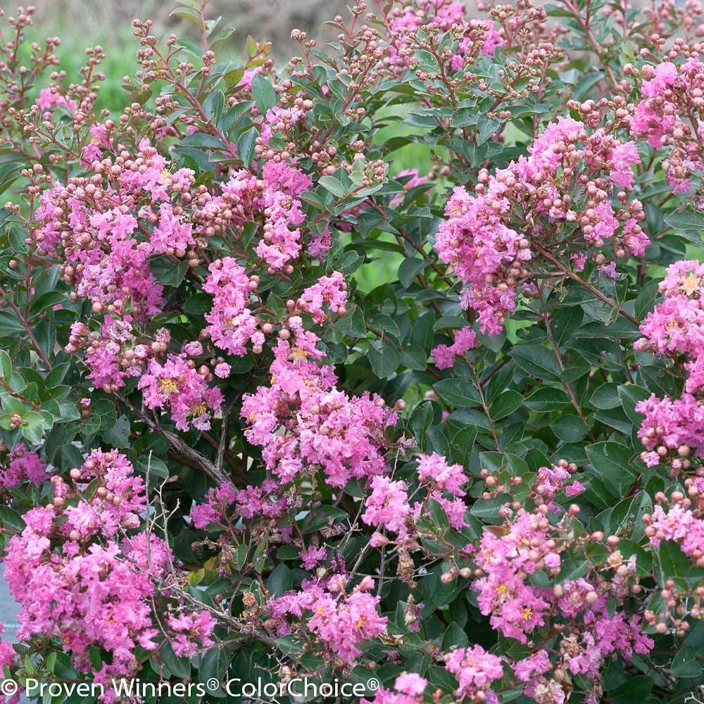 Infinitini® Brite Pink Dwarf Crape Myrtle Tree 5 Infinitini® Brite Pink Dwarf Crape Myrtle Tree - Image 3