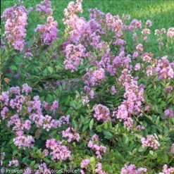 Infinitini® Orchid Dwarf Crape Myrtle Tree 9 Infinitini® Orchid Dwarf Crape Myrtle Tree -Deals Blossom Vines Store Infinitini Orchid Crape Myrtle 2