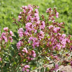 Infinitini® Orchid Dwarf Crape Myrtle Tree 10 Infinitini® Orchid Dwarf Crape Myrtle Tree -Deals Blossom Vines Store Infinitini Orchid Crape Myrtle 3