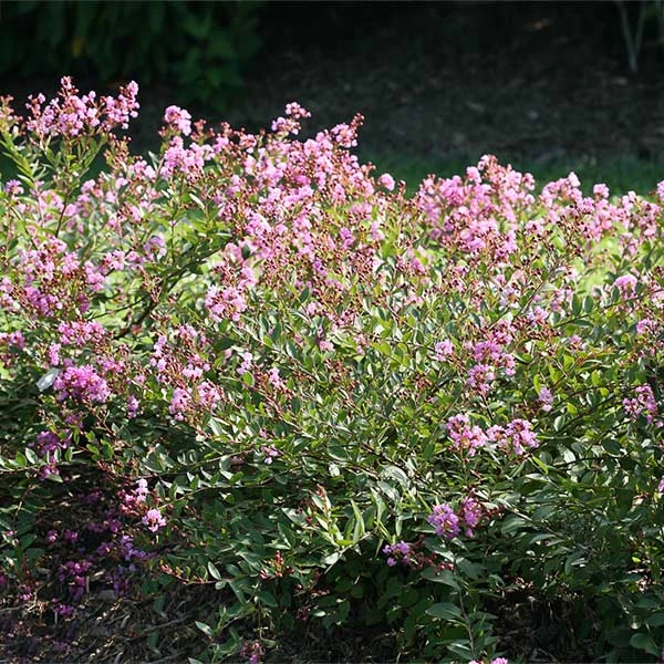 Infinitini® Orchid Dwarf Crape Myrtle Tree 3 Infinitini® Orchid Dwarf Crape Myrtle Tree