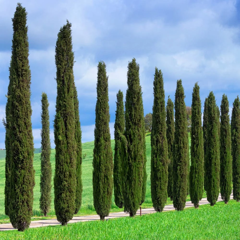 Italian Cypress Tree 7 Italian Cypress Tree - Image 5