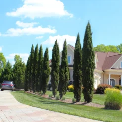 Italian Cypress Tree -Deals Blossom Vines Store Italian Cypress 6 BB