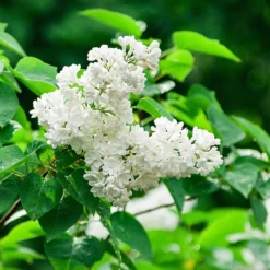 Ivory Silk Japanese Lilac Tree 8 Ivory Silk Japanese Lilac Tree -Deals Blossom Vines Store Ivory Silk Lilac 2