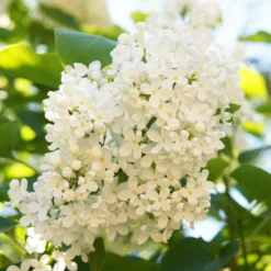 Ivory Silk Japanese Lilac Tree 9 Ivory Silk Japanese Lilac Tree -Deals Blossom Vines Store Ivory Silk Lilac 4