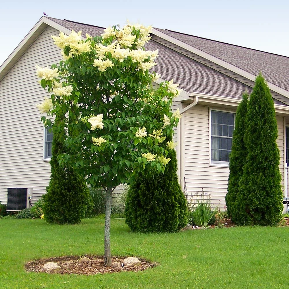 Ivory Silk Japanese Lilac Tree 4 Ivory Silk Japanese Lilac Tree - Image 2