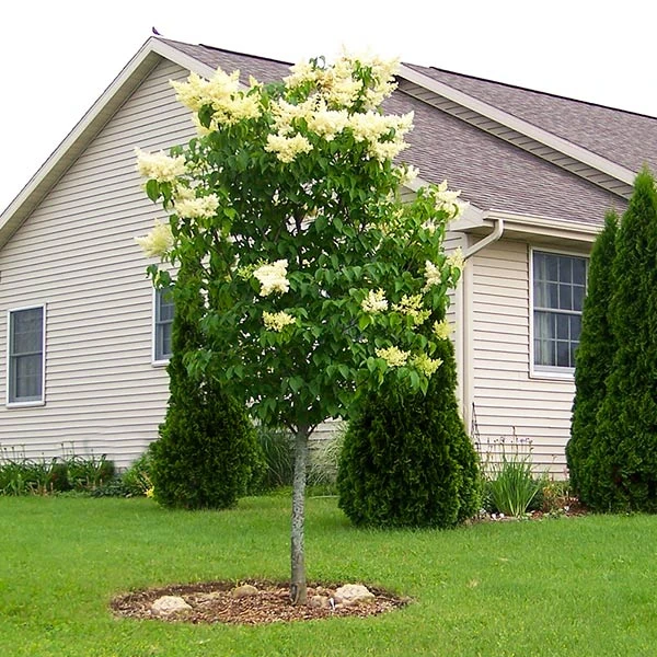 Ivory Silk Japanese Lilac Tree 3 Ivory Silk Japanese Lilac Tree