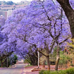 Jacaranda Tree 8 Jacaranda Tree -Deals Blossom Vines Store Jacaranda 6
