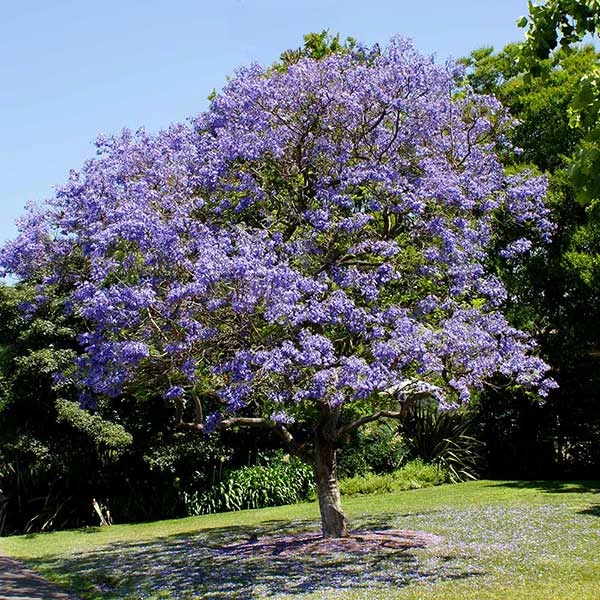 Jacaranda Tree 4 Jacaranda Tree - Image 2