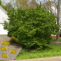 Jane Magnolia Tree -Deals Blossom Vines Store Jane Saucer Magnola 5 BB