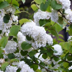 Japanese Snowball Bush -Deals Blossom Vines Store Japanese VIburnum 4 BB
