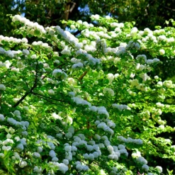 Japanese Snowball Bush
