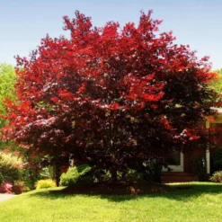 Emperor Japanese Maple Tree 11 Emperor Japanese Maple Tree -Deals Blossom Vines Store Japanese Maple Emperor 3 BB