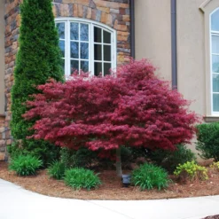Red Dragon Japanese Maple Tree -Deals Blossom Vines Store Japanese Maple Red Dragon 1 BB