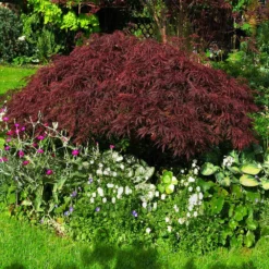 Red Dragon Japanese Maple Tree -Deals Blossom Vines Store Japanese Maple Red Dragon 4 BB
