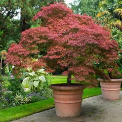 Red Dragon Japanese Maple Tree -Deals Blossom Vines Store Japanese Maple Red Dragon 6