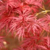 Red Dragon Japanese Maple Tree -Deals Blossom Vines Store Japanese Maple Red Dragon BB 600x600 fc4793f8 8cd7 48ff 8a91 937828e60a65